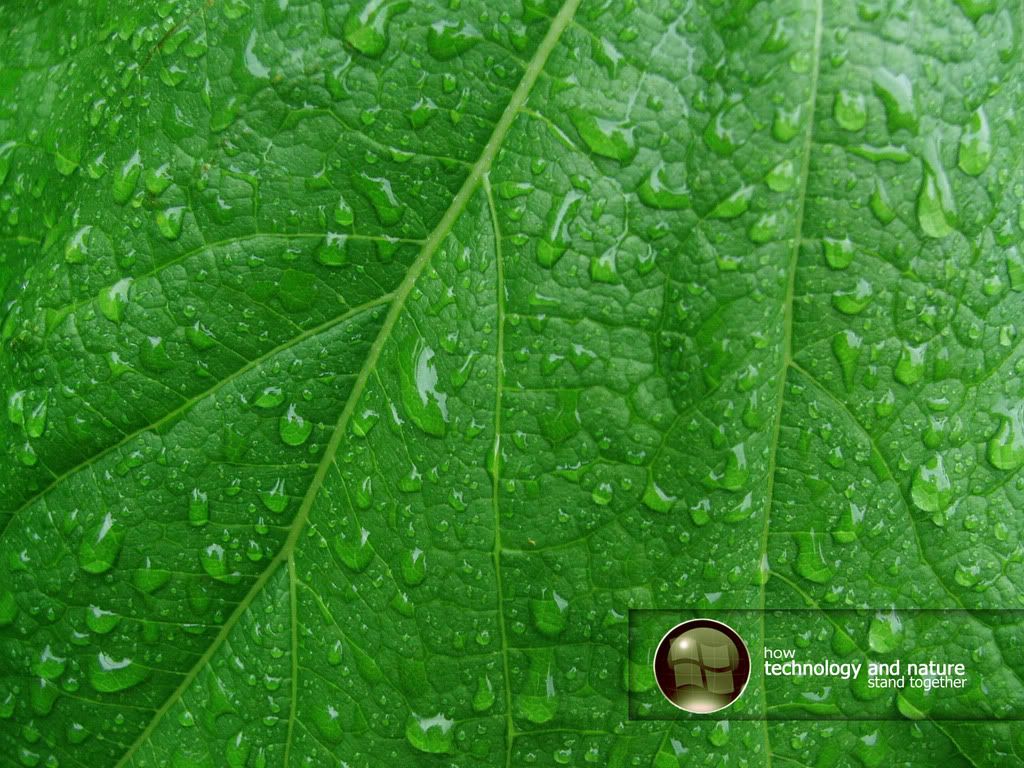 green_leaf_vista__by_mr_mucho03.jpg