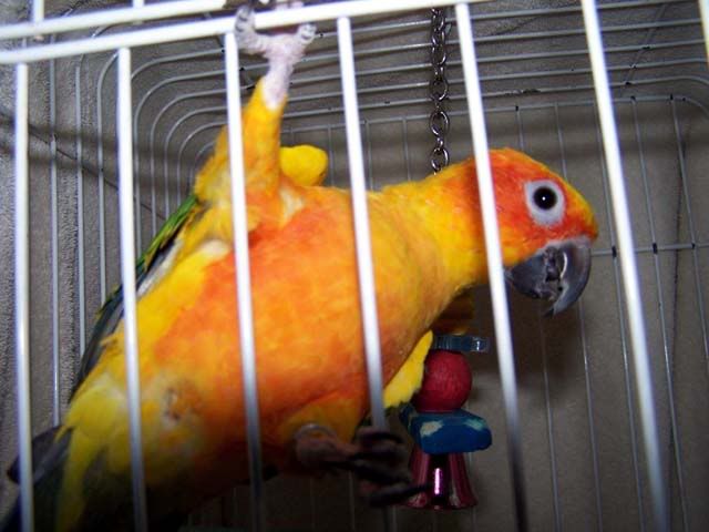 Sunshine Parrot