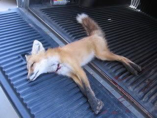 fox003.jpg