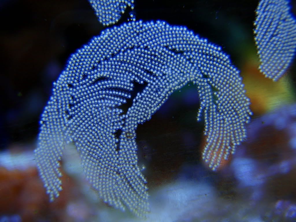 What kind of snail eggs? Michigan Reefers