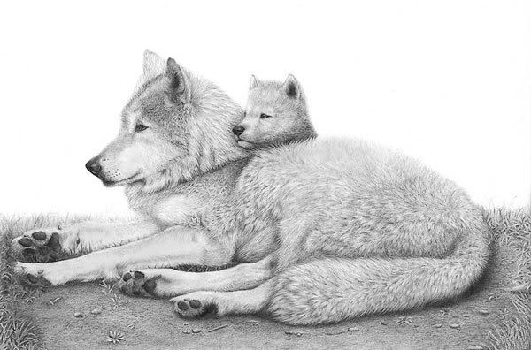 Mother wolf Pictures, Images and Photos