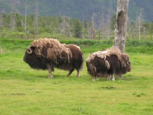 MuskAlaska.jpg Animals image by gforce25_2008