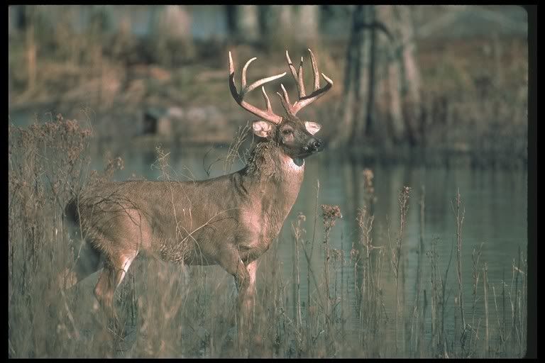General, whitetail deer Pictures, Images and Photos 