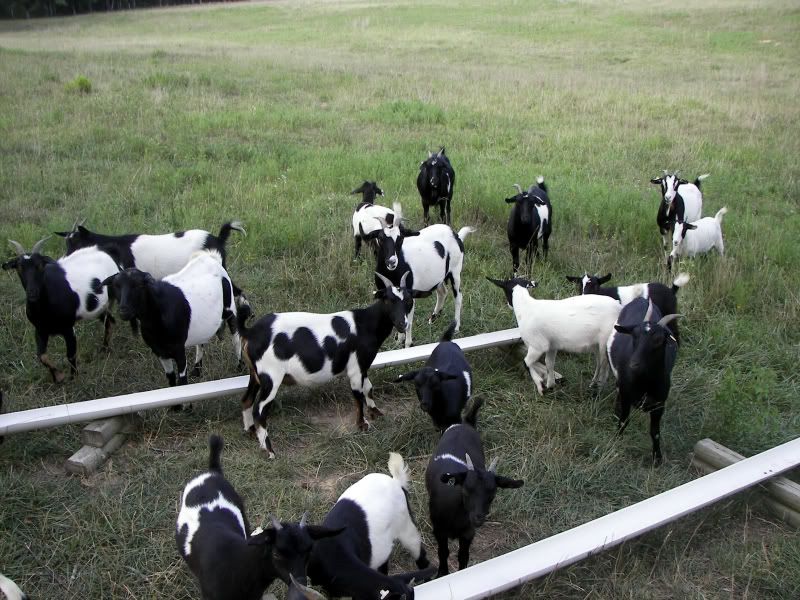 Myotonic Pics.... - Goats
