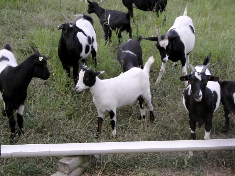 Myotonic Pics.... - Goats
