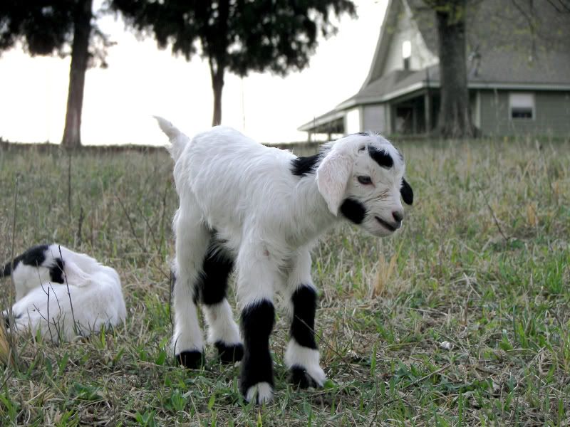 Myotonic Pics.... - Goats