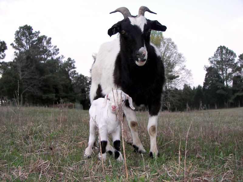 Myotonic Pics.... - Goats