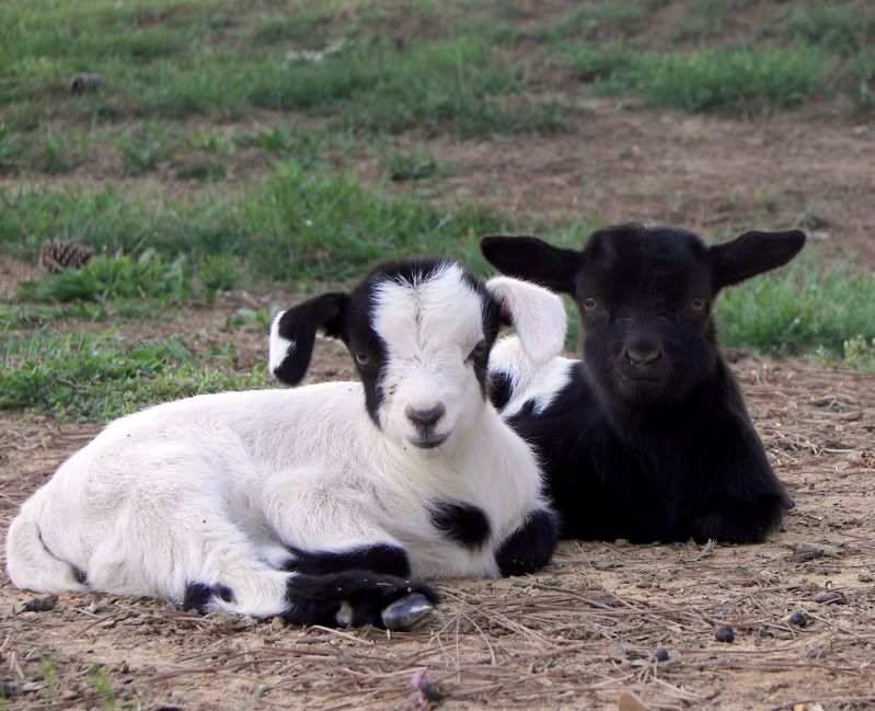 Myotonic Pics.... - Goats