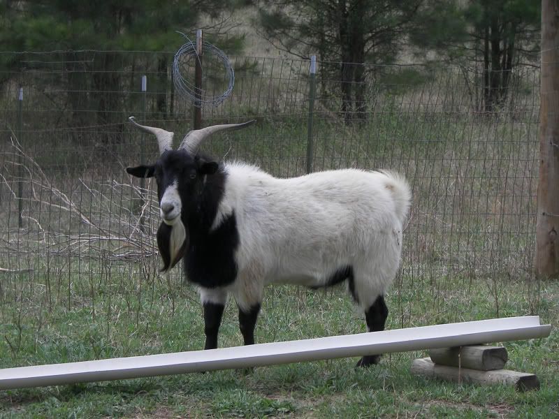 Myotonic Pics.... - Goats