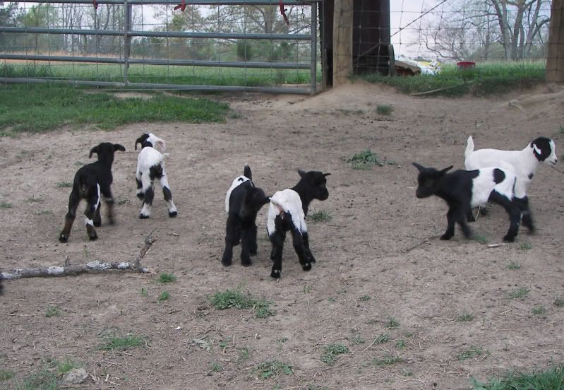 Myotonic Pics.... - Goats