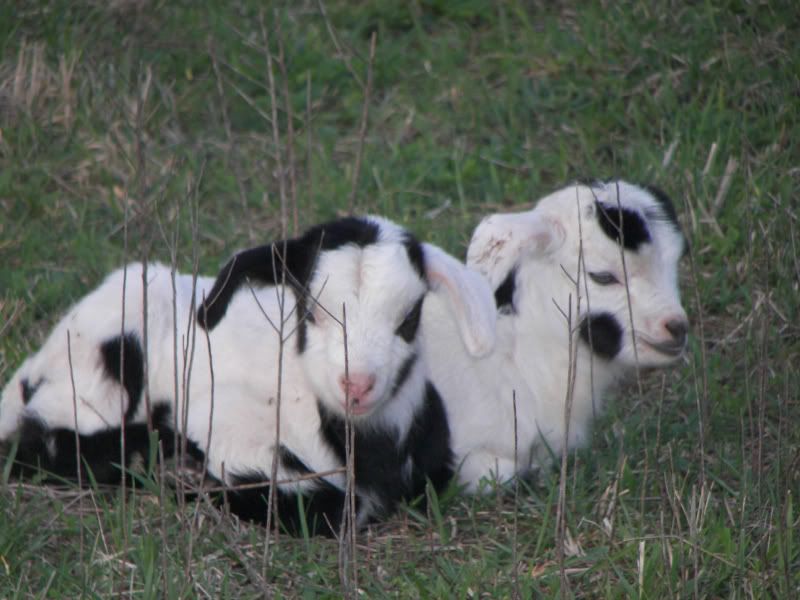 Myotonic Pics.... - Goats