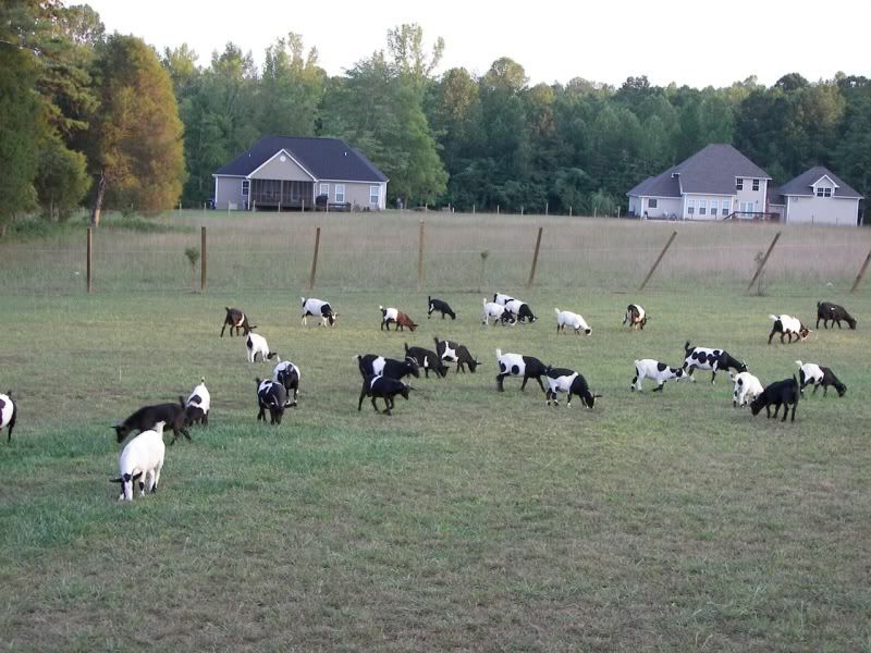 For Sale and Wanted - Goats