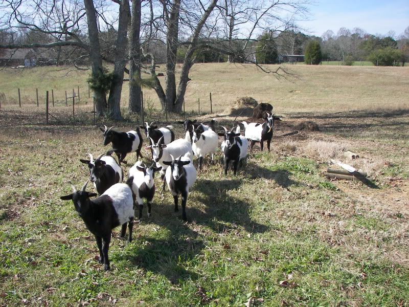 Myotonics...Goats you can enjoy! - Goats