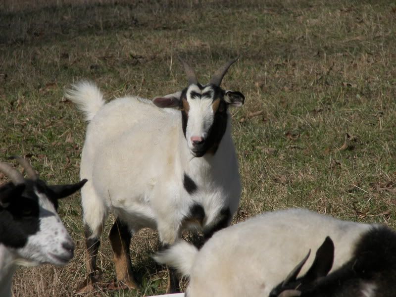 Myotonic Pics.... - Goats