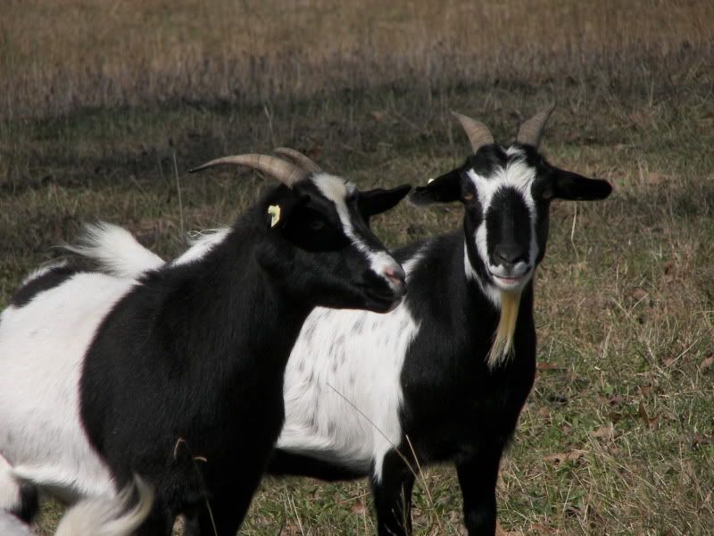 Myotonics...Goats you can enjoy! - Goats