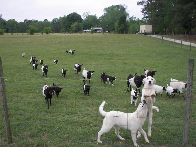 Myotonic Pics.... - Goats