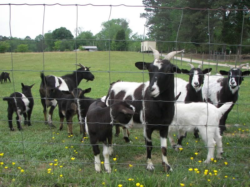 Myotonic Pics.... - Goats