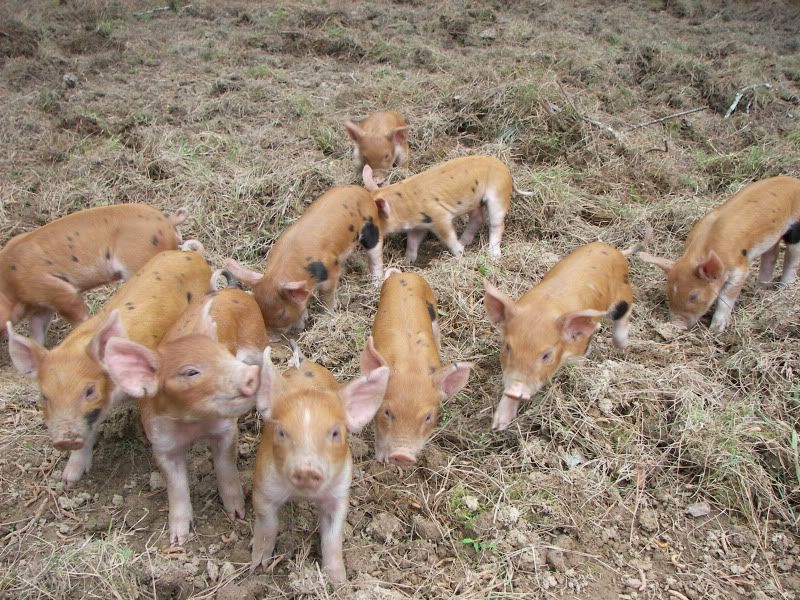 Berkshire X Duroc Feeder Pigs Gon Forum