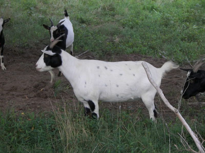 Myotonic Pics.... - Goats