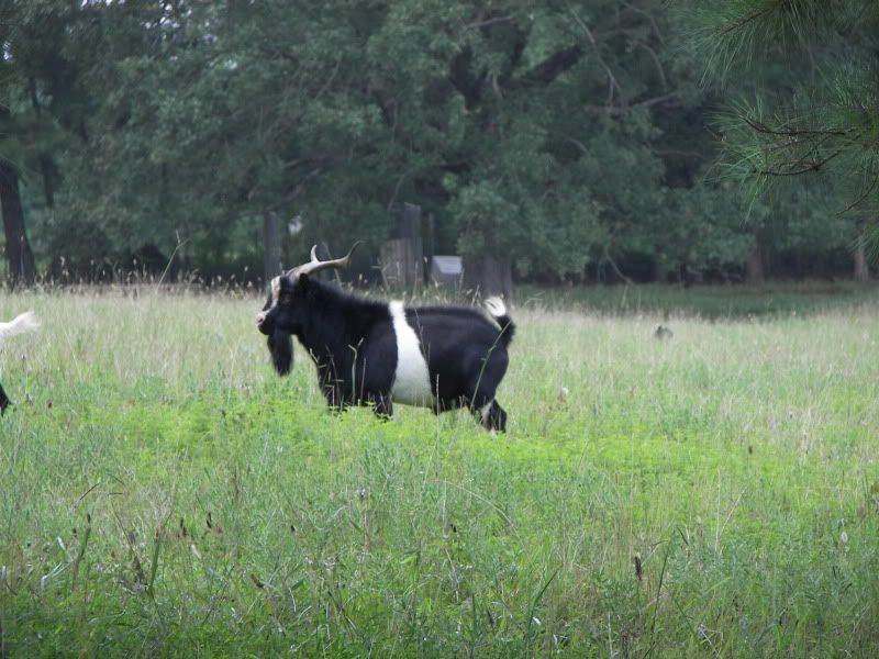 Myotonic Pics.... - Goats