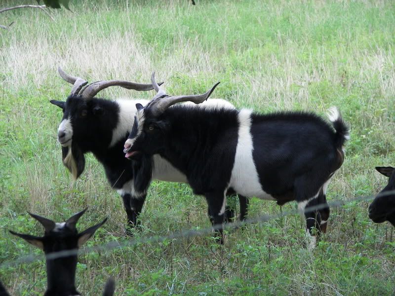 For Sale and Wanted - Goats