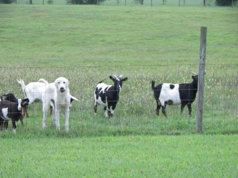 Myotonic Pics.... - Goats