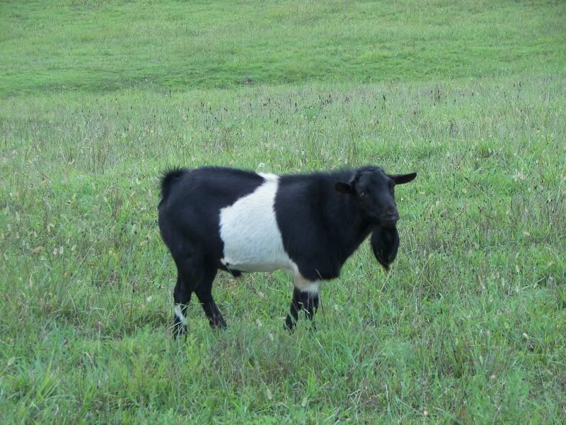 Myotonic Pics.... - Goats