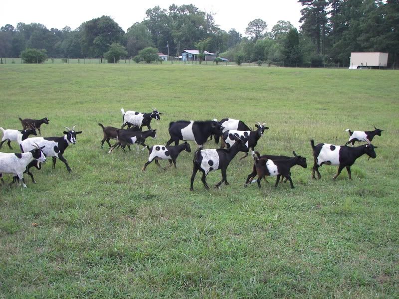 Myotonics...Goats you can enjoy! - Goats