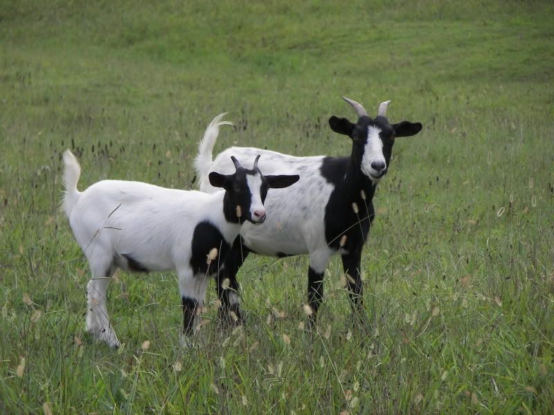 Myotonic Pics.... - Goats