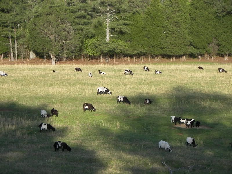 Myotonic Pics.... - Goats