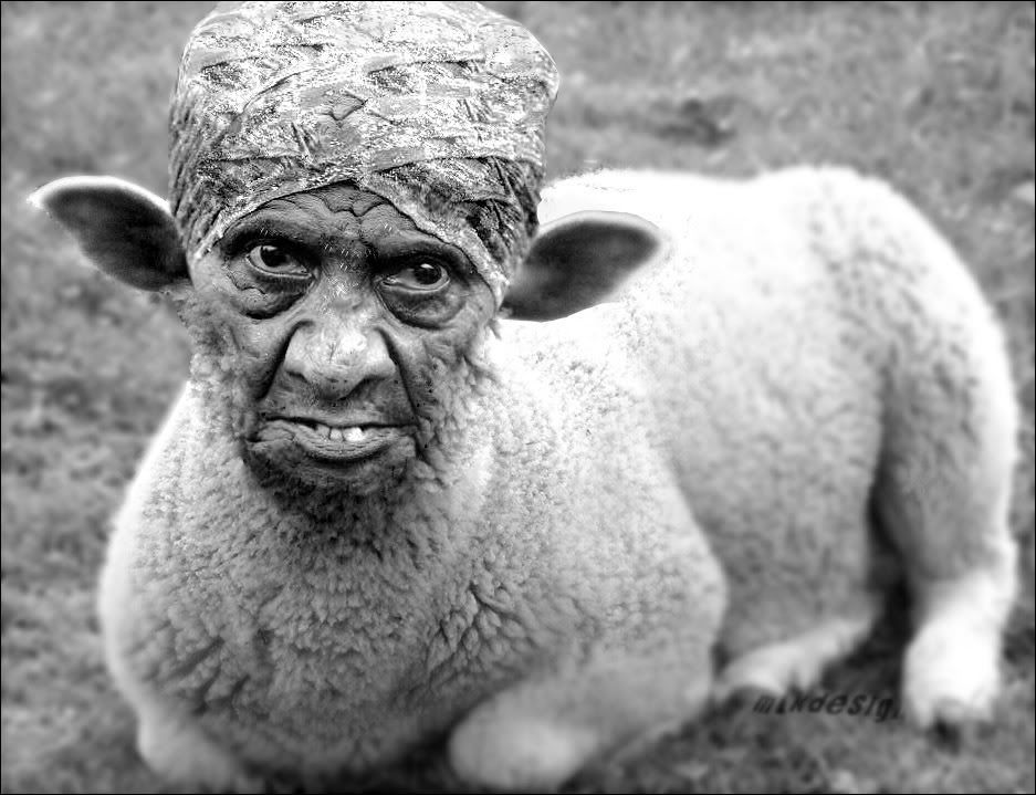 Ugly Sheep Photo by SrPato | Photobucket