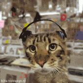 rockin_cat-1572.gif