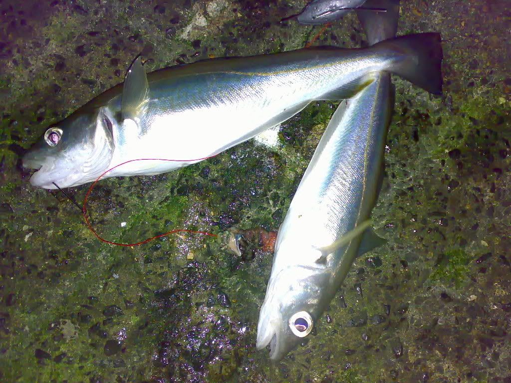 10022007141.jpg