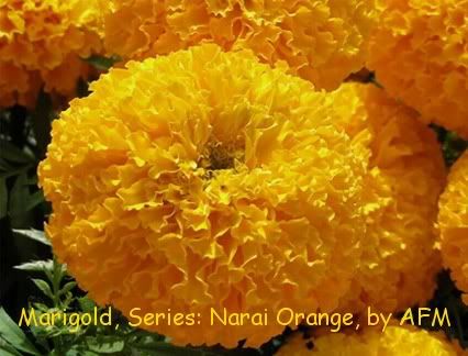 เมล็ดพันธุ์ดอกดาวเรือง นารายณ์ สีส้ม 
