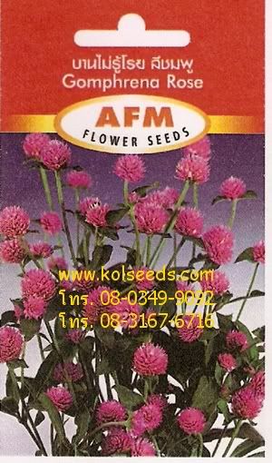 เมล็ดพันธุ์ดอกบานไม่รู้โรยสีชมพู
