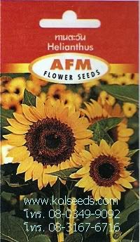 เมล็ดพันธุ์ดอกทานตะวัน พันธุ์ไทโย