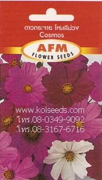 เมล็ดพันธุ์ดอกดาวกระจาย โทนสีม่วง คละสี
