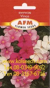 เมล็ดพันธุ์ดอกแพงพวย พันธุ์ลิตเติ้ลมิกซ์