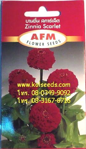 เมล็ดพันธุ์ดอกบานชื่น สีแดงเข้ม 