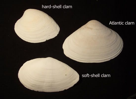 clam shell lookalike