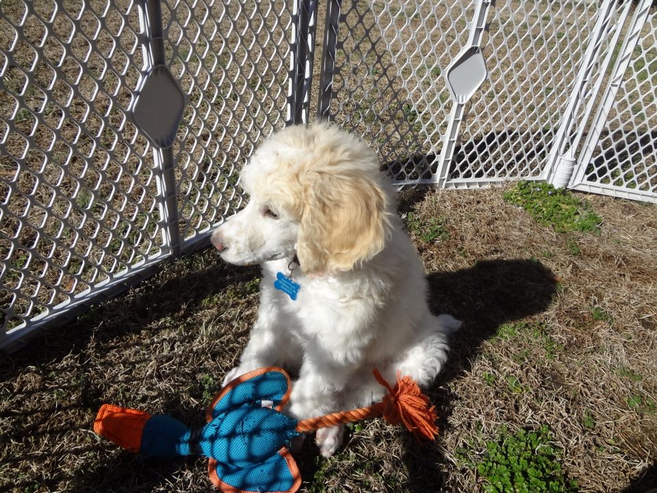 Puppy Sitting With Legs Out In Front Poodle Forum