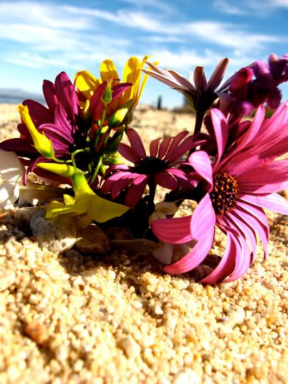 BeachFlowers.jpg Monterey Beach Flowers image by wrongwaypics