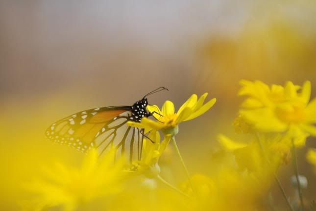 butterfly on flowers photo: Butterfly in Yellow Flowers 48081ButterflyinYellowFlowers.jpg