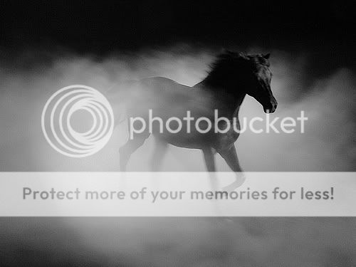 Black Horse Pictures, Images and Photos