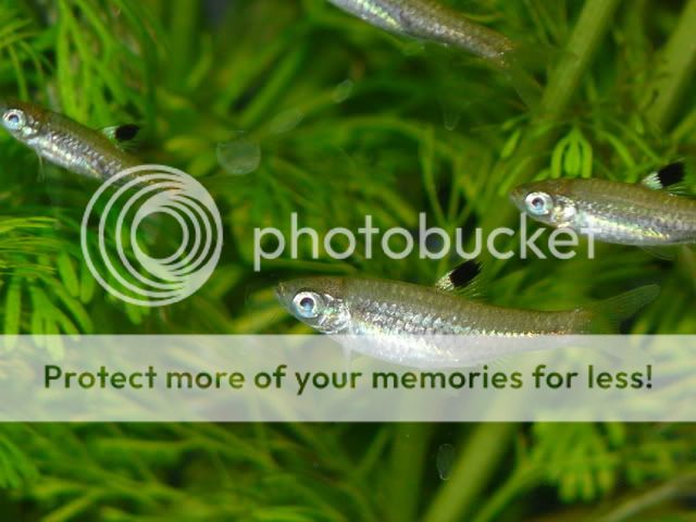 Topic I Want Variety Seriously Fish