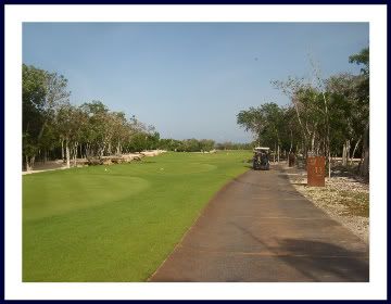 Mexico Retire Banyan Tree