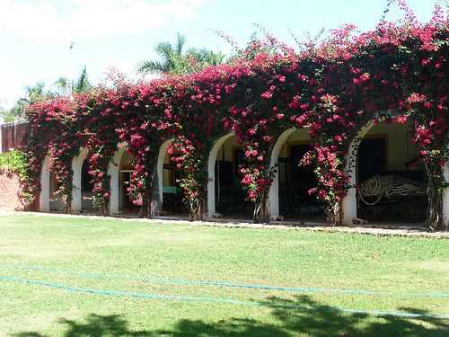 Mexico Flowers