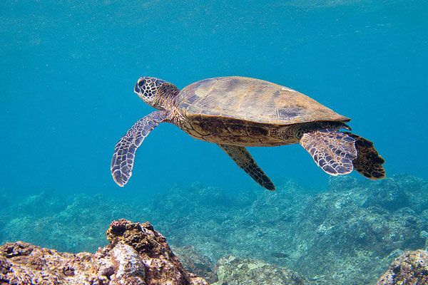 Sea turtle swimming