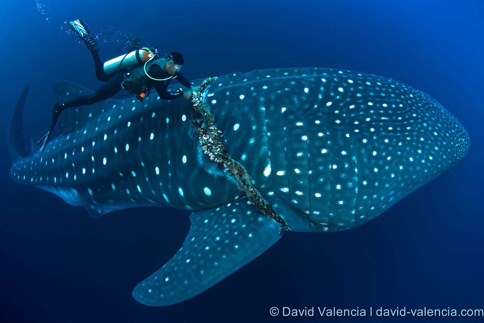  photo WhaleShark_zps1484d8fd.jpg