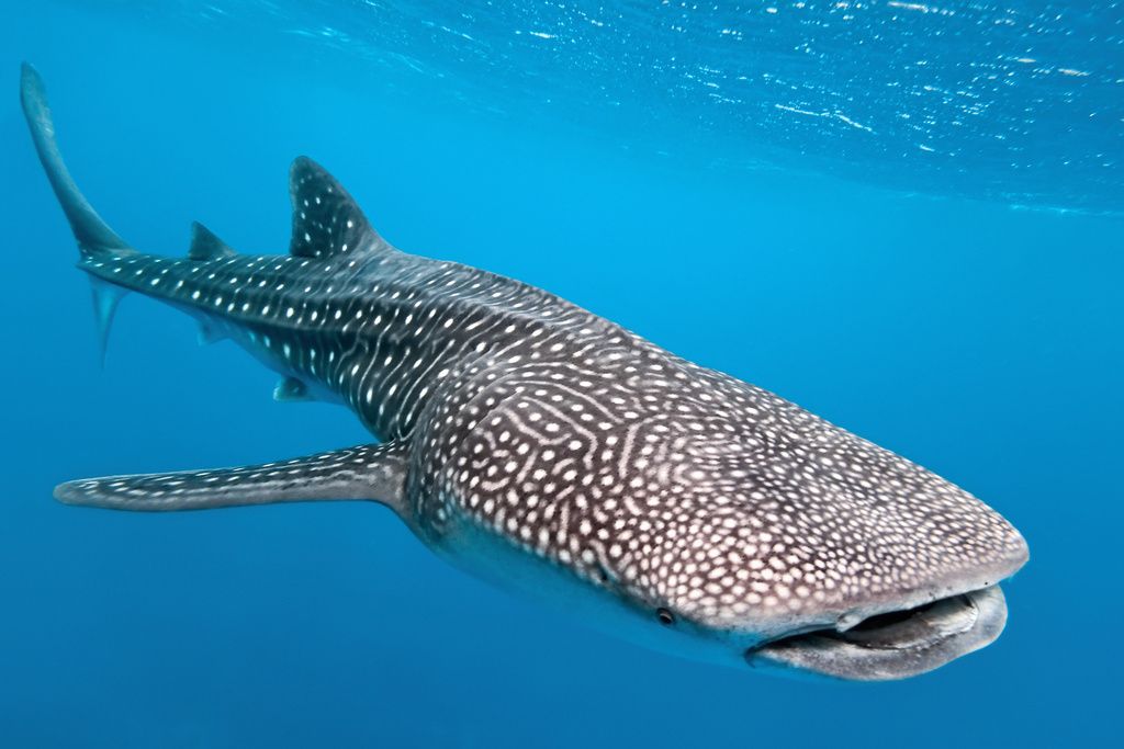  photo whale shark 10_zpsfctvww8z.jpg